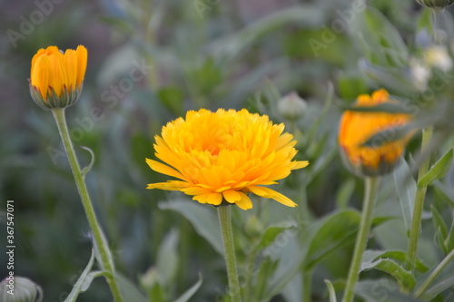 calendula