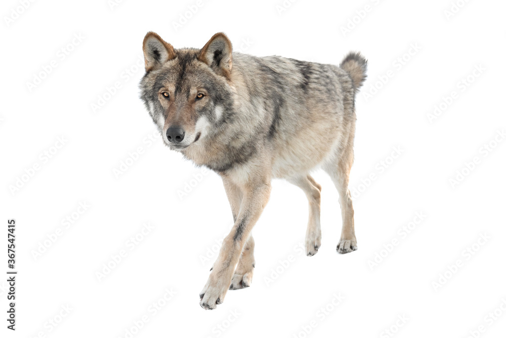 Running gray wolf isolated on a white background.