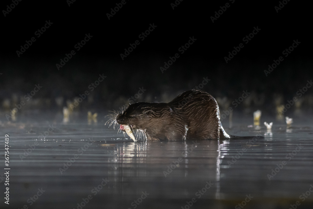 Fototapeta premium European otter (Lutra lutra) photographed on a misty night with reflection in the pool