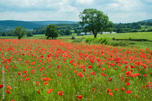 Field of red Poppies in the Peak District of Derbyshire
