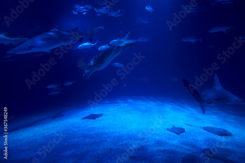 Group of marine animals in the ocean