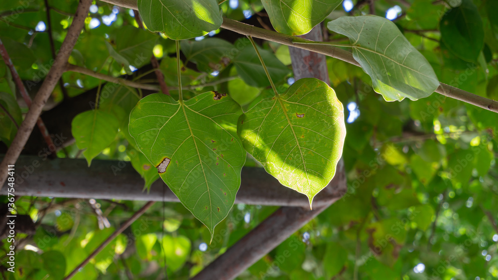 Bodhi leaves or Ficus religiosa. The symbols of Buddhism. Bodhi leaves in the nature background Bodhi leaves or Ficus religiosa. The symbols of Buddhism. Bodhi leaves in the nature background