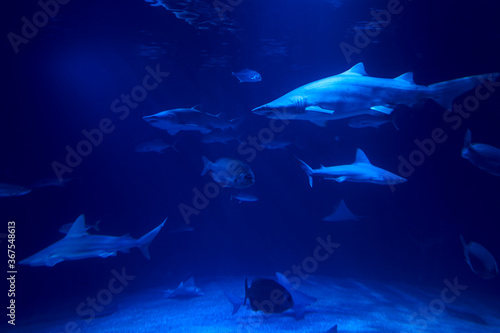 Tiger shark in the ocean surrounded by fish