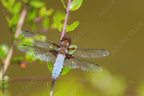 Broad-bodied Chaser - Libellula depressa, beautiful large dragonfly from European still waters, Zlin, Czech Republic.