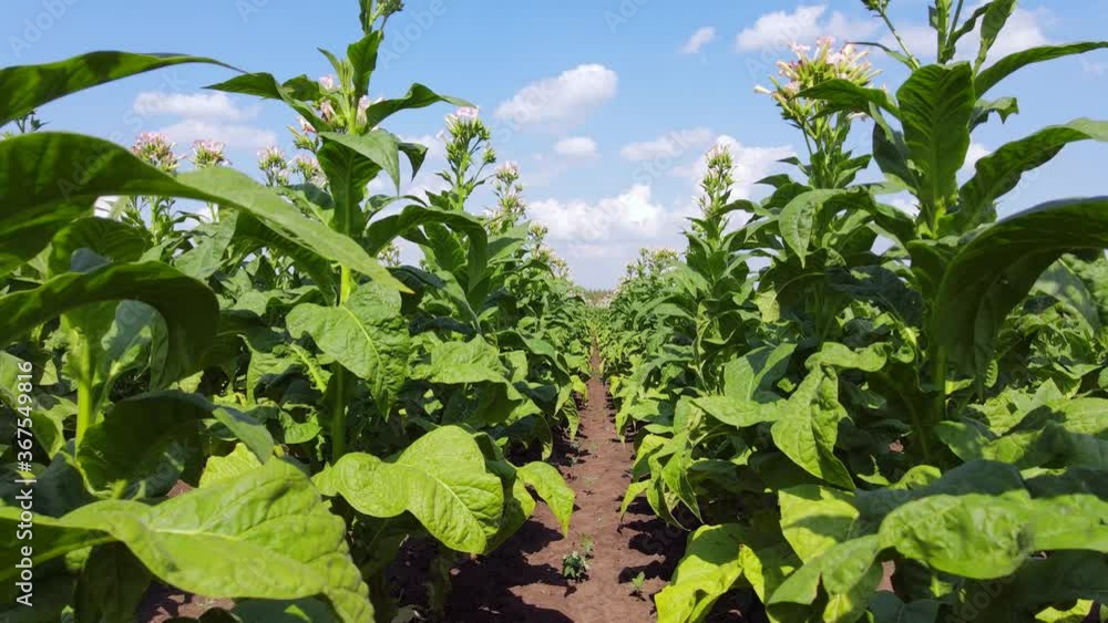 Walking through a field of tobacco between the rows, point of view. Farmer controls the condition of the crop on a bright summer day Walking through a field of tobacco between the rows, point of view. Farmer controls the condition of the crop on a bright summer day
