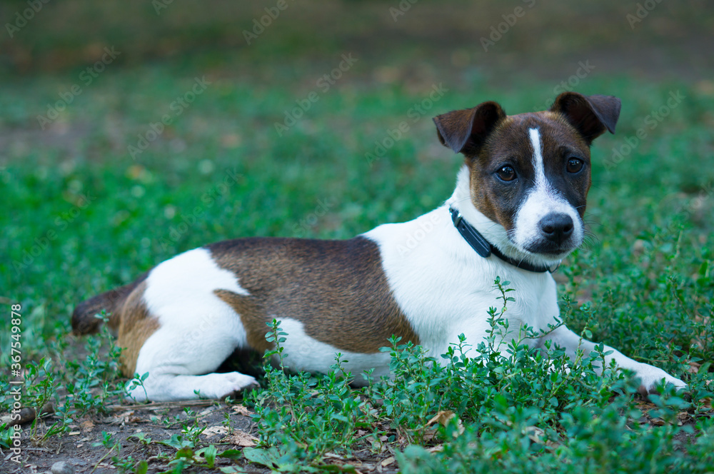 Young dog jack russell terrier lies on the grass.