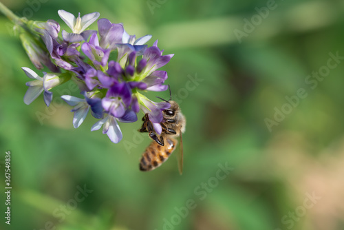 Close-up of honey bee pollinates alfalfa flower on natural background