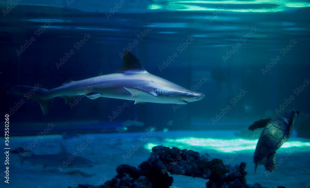 Obraz premium Gray shark swimming in the ocean together turtle