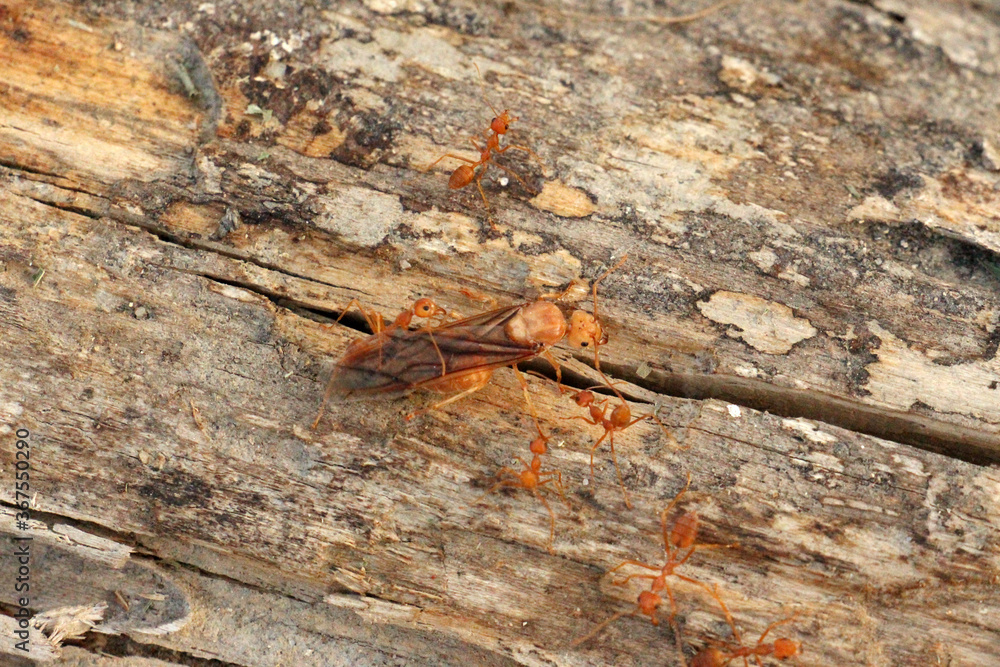 Food chain, diligence and unity of ants. Food chain, diligence and unity of ants.