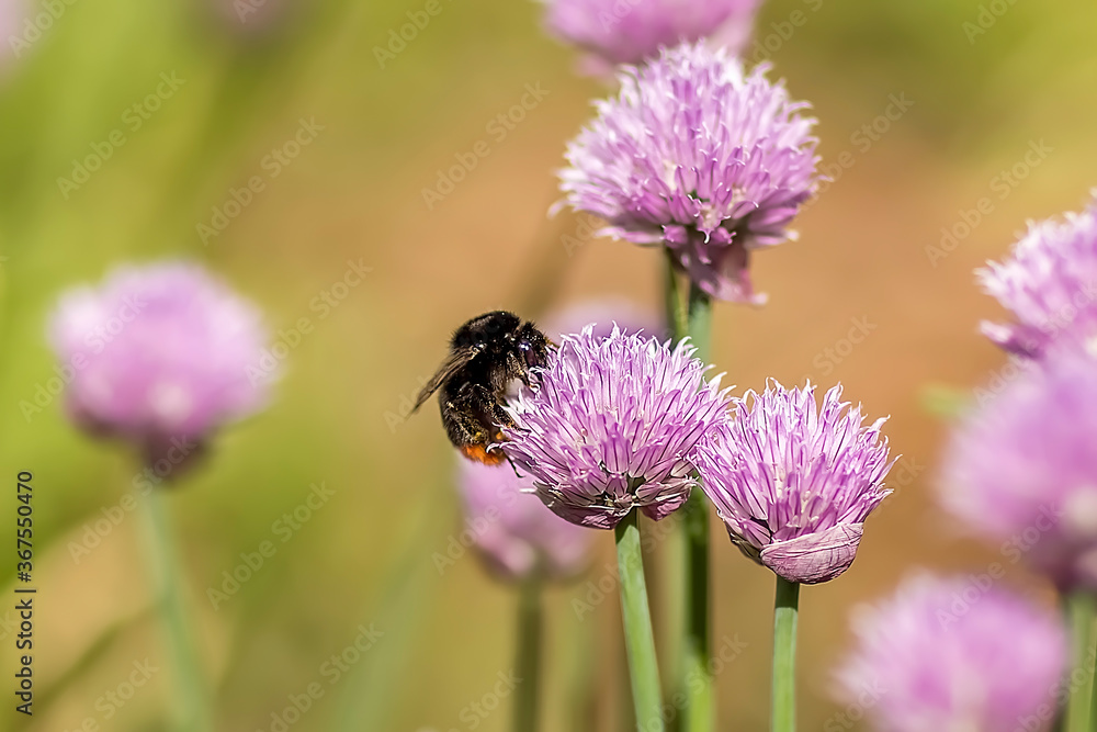 A honeybee flies, collecting pollen from a fluffy purple flower.A bee flies over a purple flower in a blurry background A honeybee flies, collecting pollen from a fluffy purple flower.A bee flies over a purple flower in a blurry background