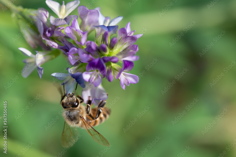Close-up of honey bee pollinates alfalfa flower on natural background Close-up of honey bee pollinates alfalfa flower on natural background