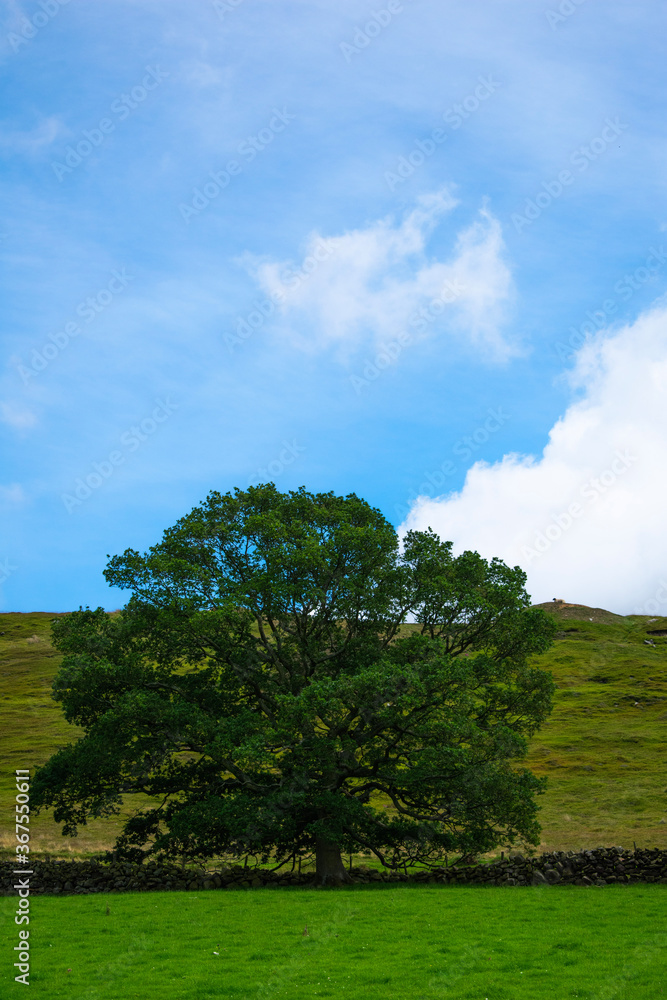 Fototapeta premium shade on the moors