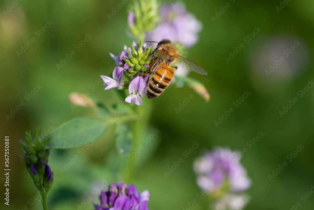 Close-up of honey bee pollinates alfalfa flower on natural background Close-up of honey bee pollinates alfalfa flower on natural background