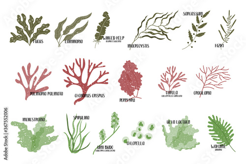Big set of edible seaweeds. Brown, red and green algae. Sea vegetables. Vector flat illustration, isolated on white