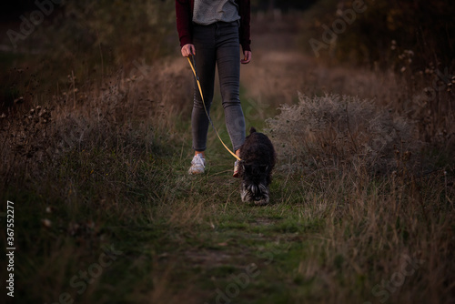 Modern Caucasian girl walks on a leash a Schnauzer dog in an autumn field at sunset. Dressed in dark jeans, burgundy cardigan. Taking care of pets. Walking outside the city, traveling with animals.