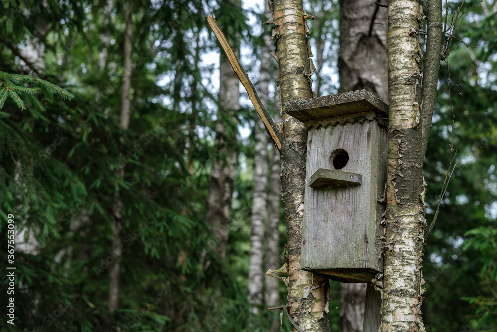 An old wooden birdhouse made of planks hangs between two thin birches against the backdrop of dense trees in the forest.