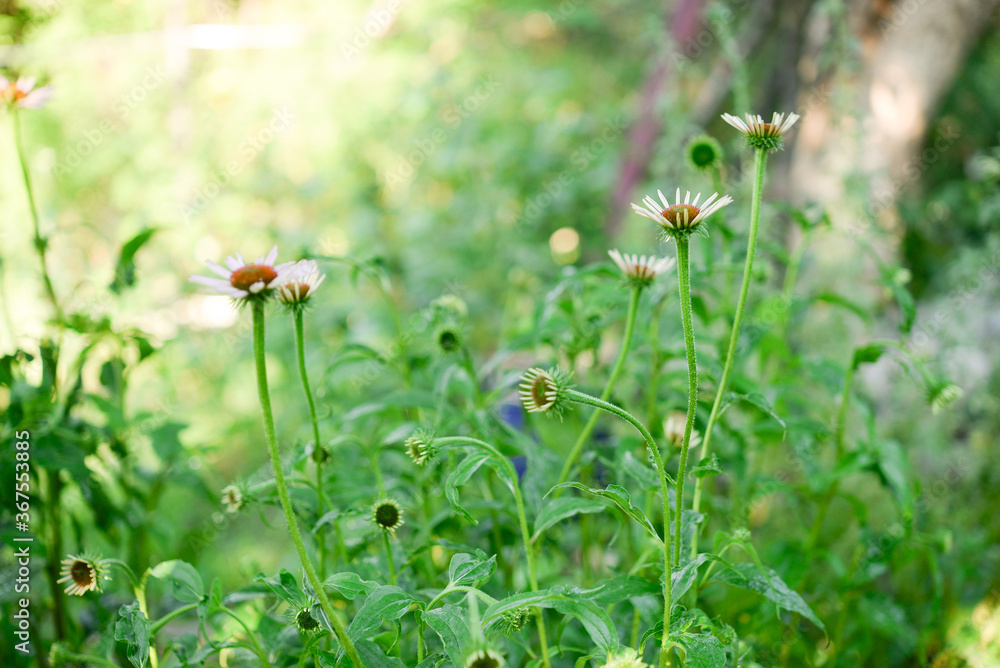 Echinacea purpurea, flowers in the garden Echinacea purpurea, flowers in the garden