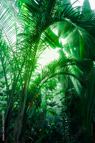 Fototapeta Naklejka Na Ścianę i Meble -  Jungle rainforest background