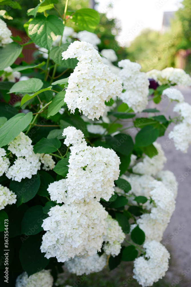 hydrangea flowers in the garden hydrangea flowers in the garden
