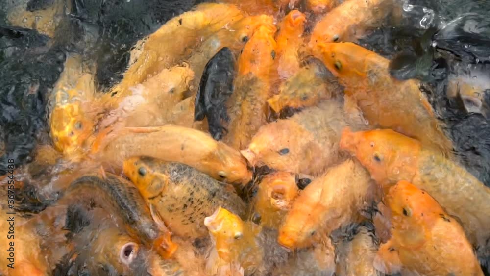 Colorful koi carp fish in a farm pond feeding Colorful koi carp fish in a farm pond feeding