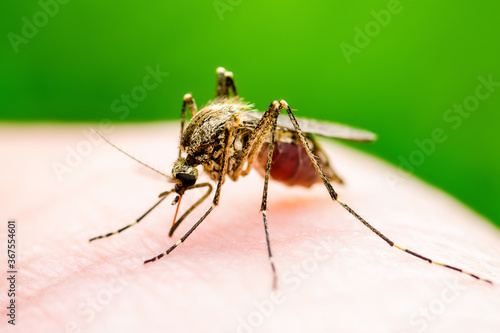 Dengue Infected Mosquito Bite on Green Background. Leishmaniasis, Encephalitis, Yellow Fever, Dengue, Malaria Disease, Mayaro or Zika Virus Infectious Culex Mosquito Parasite Insect Macro.