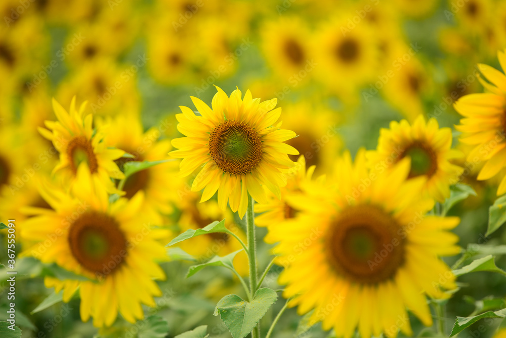 Yellow Sunflower Field of sunflowers Yellow Sunflower Field of sunflowers