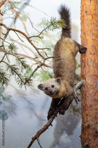 Marten in wood. Hiding for hunting. Front and side view. Stuffed.
