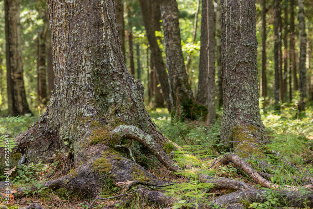 Trunk and roots of the Siberian cedar. Trunk and roots of the Siberian cedar.