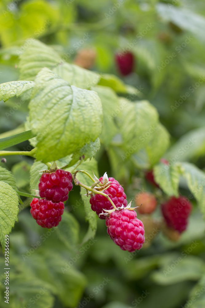 A ripe hanging bunch of red raspberries. A ripe hanging bunch of red raspberries.