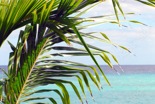 Bahamas- Beautiful Seascape with Palm in the Foreground photo