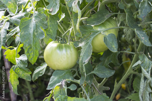 Wallpaper Mural a green tomato hanging from a Bush Torontodigital.ca