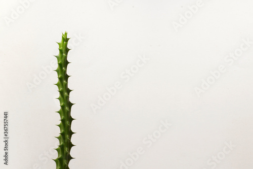 abstracción de hojas y plantas