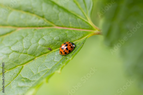 Red ladybug on a green leaf