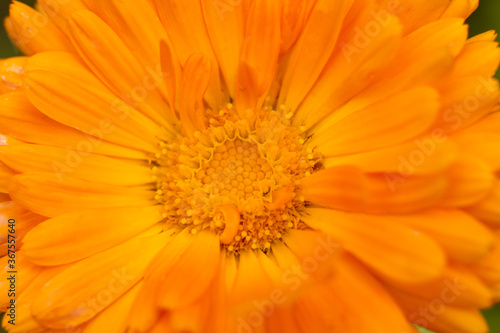 Orange garden flower close-up.