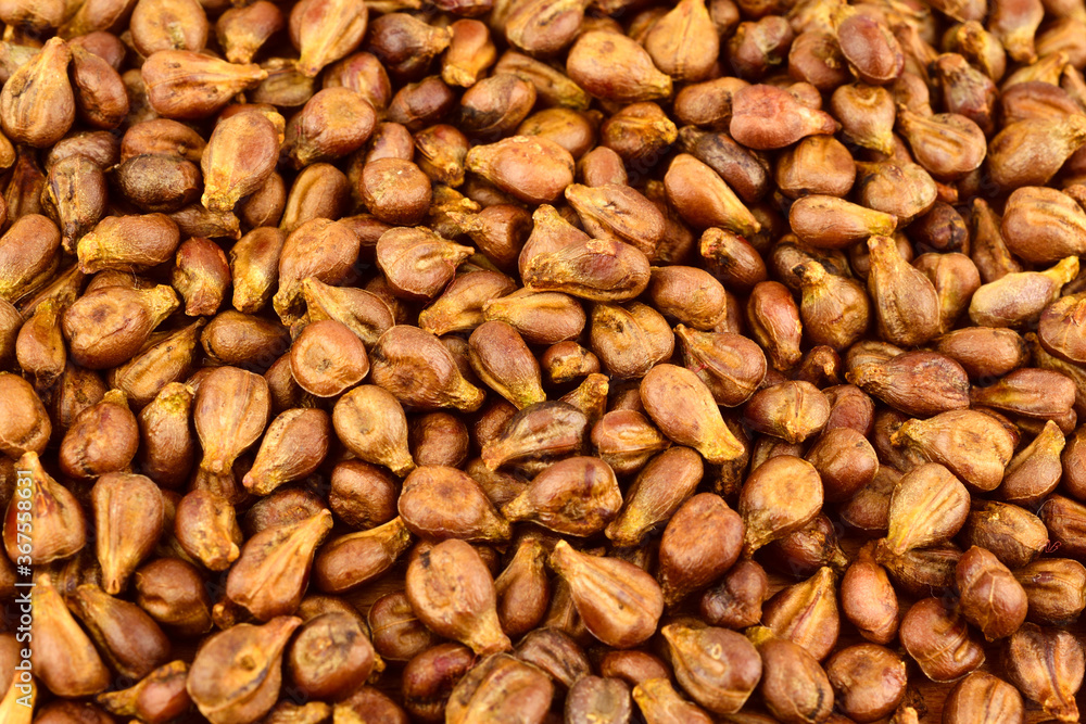 Grape Seed (Grapeseed) Background. Grape Seed (Grapeseed) Background.