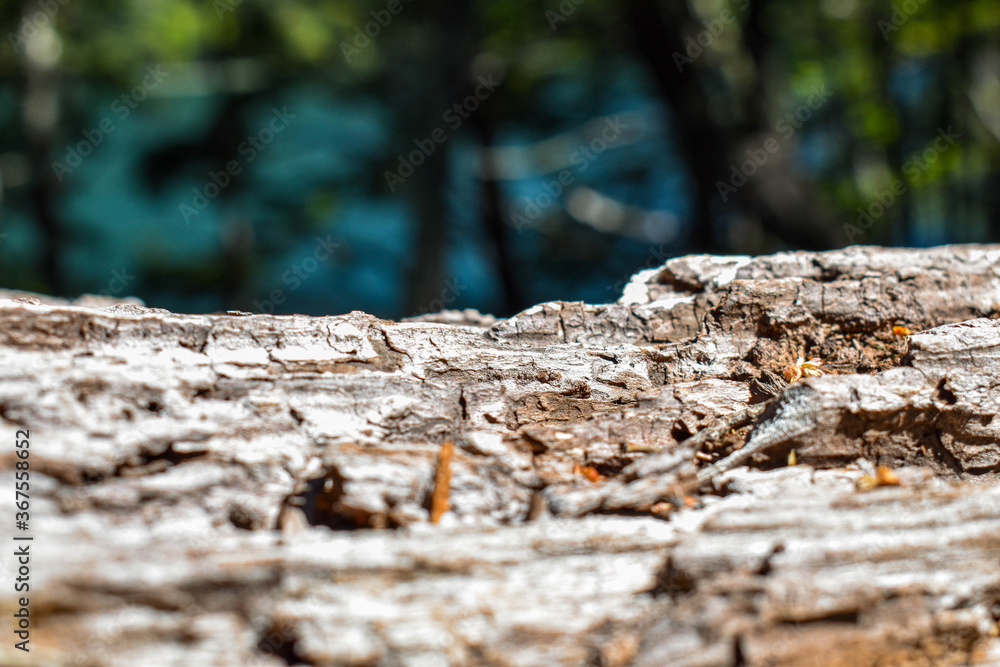 tree trunk tree trunk