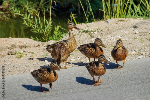 Fotografija Duck with grown-up ducklings