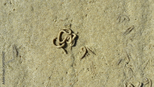 Nahaufnahme eines charakteristischen Kothaufen eines Wattwurms (Arenicola marina) photo