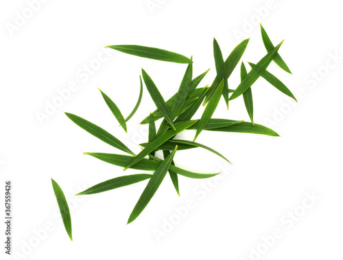 Melaleuca leaves (Tea Tree). Top View. Isolated on White Background.