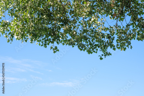 Nature view of green leaf greenery on blue sky background  with copy space using as background natural green plants landscape, ecology, fresh sunner wallpaper concept. photo