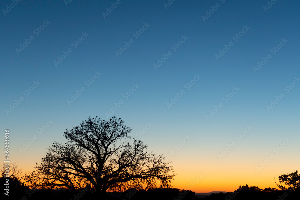 sunset in the mountains with blue colors in the sky and a tree