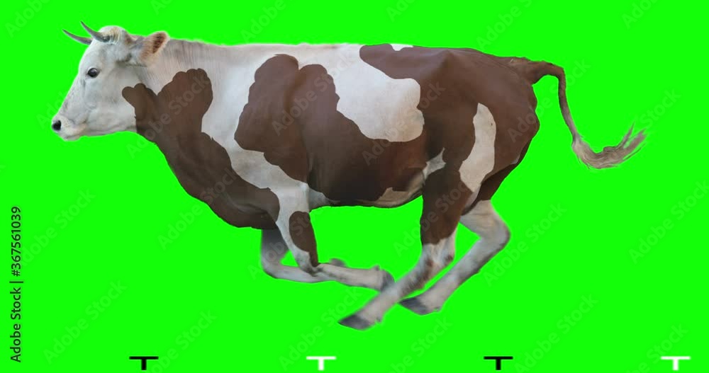 Brown white cow runs on a transparent background. Cyclic animation. Green Screen. Can also use as a silhouette. Brown white cow runs on a transparent background. Cyclic animation. Green Screen. Can also use as a silhouette.