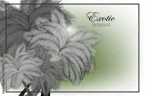 Palm trees and leaves. Black line silhouette isolated on abstract background. Vector sketch illustration.