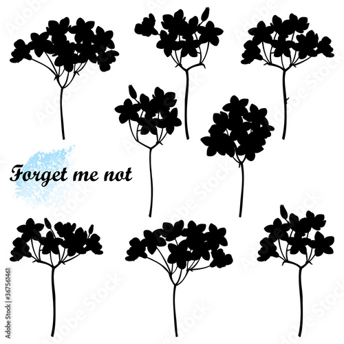 Set with Forget me not or Myosotis flower bunch silhouettes, bud and stem in black isolated on white background. 