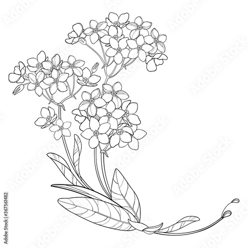 Corner bouquet with outline Forget me not or Myosotis flower bunch, bud and leaf in black isolated on white background. 