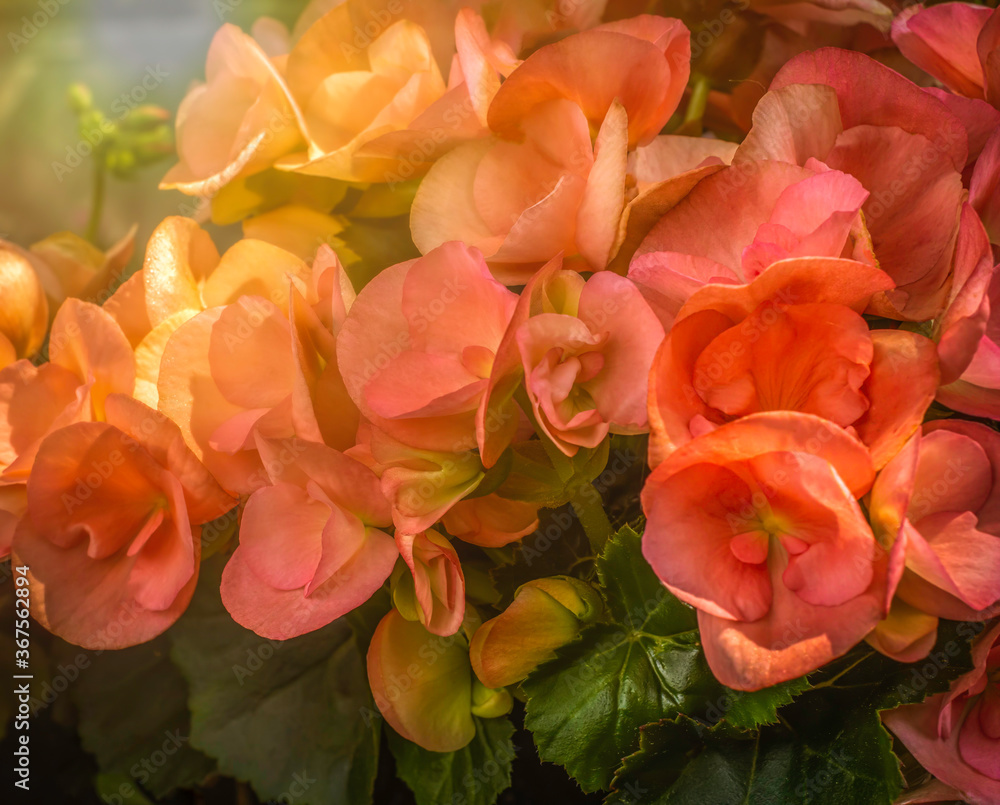 Cluster of begonias red pink orange light flare closeup nobody soft focus Cluster of begonias red pink orange light flare closeup nobody soft focus