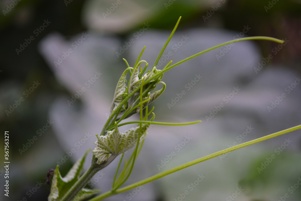 Vegetable leaf plant blooms, flower in garden outside flora nature background green grass photo natural Vegetable leaf plant blooms, flower in garden outside flora nature background green grass photo natural