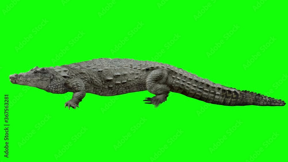 Isolated crocodile cyclical walking. Can be used as a silhouette. Green Screen. Isolated crocodile cyclical walking. Can be used as a silhouette. Green Screen.