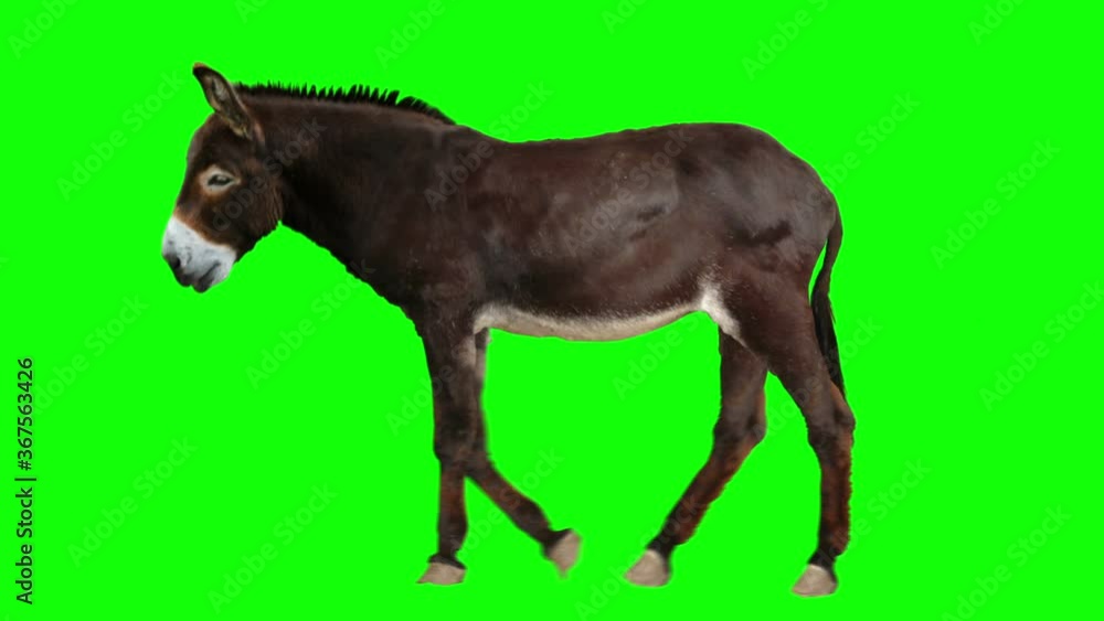 Isolated donkey cyclical walking. Can be used as a silhouette. Green Screen. Isolated donkey cyclical walking. Can be used as a silhouette. Green Screen.