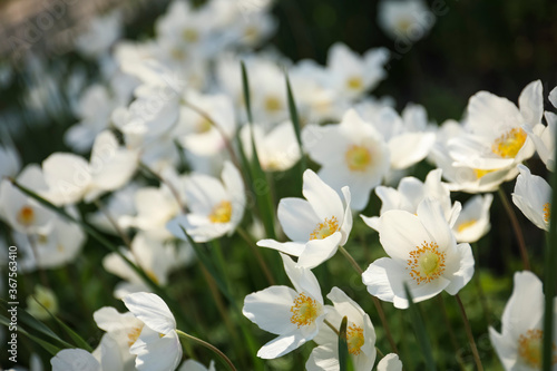 Fototapeta Naklejka Na Ścianę i Meble -  Beautiful blossoming Japanese anemone flowers outdoors on spring day